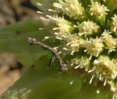 Amblyptilia punctidactyla