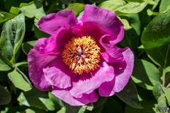 Paeonia