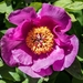Paeonia kesrouanensis - Photo (c) Akkar Trail, some rights reserved (CC BY-NC), uploaded by Akkar Trail