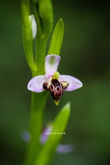 Ophrys schulzei