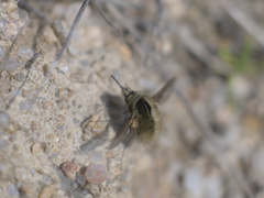 Bombylius analis