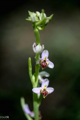 Ophrys schulzei
