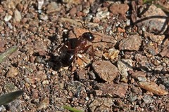 Camponotus vicinus