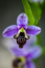 Ophrys schulzei