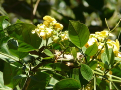 Senna atomaria