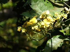 Senna atomaria