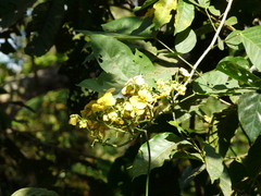 Senna atomaria