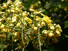 Senna atomaria