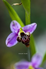 Ophrys schulzei