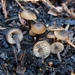 Tephrocybe anthracophila - Photo (c) Christian Schwarz, some rights reserved (CC BY-NC), uploaded by Christian Schwarz
