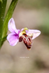 Ophrys schulzei