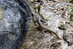 Acanthocercus atricollis