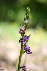Ophrys schulzei