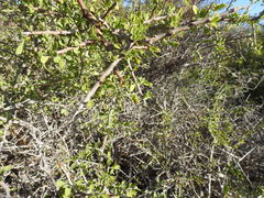 Condalia globosa