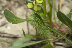 Euphorbia aleppica