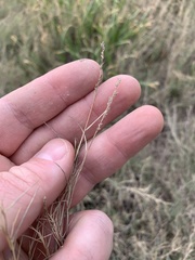 Muhlenbergia utilis