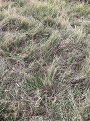 Muhlenbergia utilis
