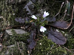 Mazus goodenifolius