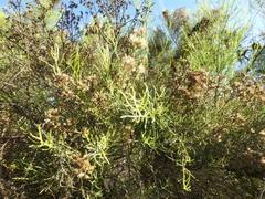 Xylothamia diffusa