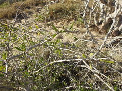 Condalia globosa