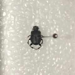 Onthophagus hecate