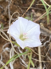 Convolvulus dregeanus