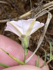 Convolvulus dregeanus