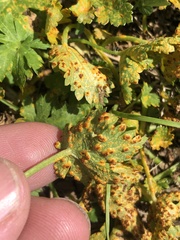 Puccinia modiolae