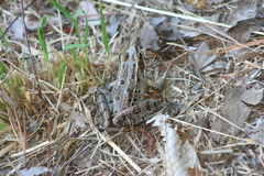 Lithobates sphenocephalus utricularius