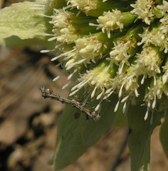 Amblyptilia punctidactyla