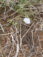 Convolvulus dregeanus