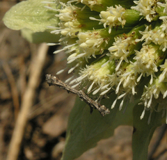 Amblyptilia punctidactyla