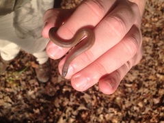 Virginia valeriae elegans