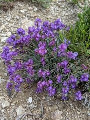 Astragalus spatulatus