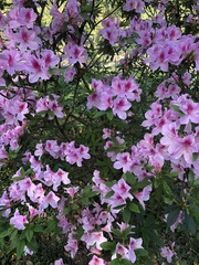 Rhododendron mucronatum