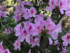 Rhododendron mucronatum