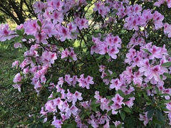 Rhododendron mucronatum