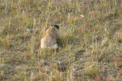 Marmota sibirica