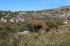 Mimetes fimbriifolius