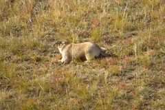Marmota sibirica