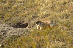 Marmota sibirica