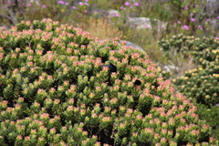 Mimetes fimbriifolius
