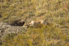 Marmota sibirica