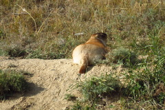 Marmota sibirica