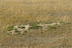 Marmota sibirica