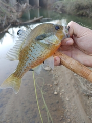 Lepomis auritus