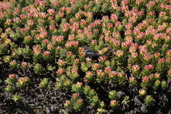 Mimetes fimbriifolius