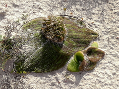 Massonia pustulata