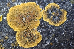Variospora aurantia