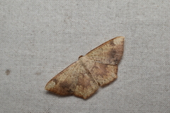 Peratostega deletaria